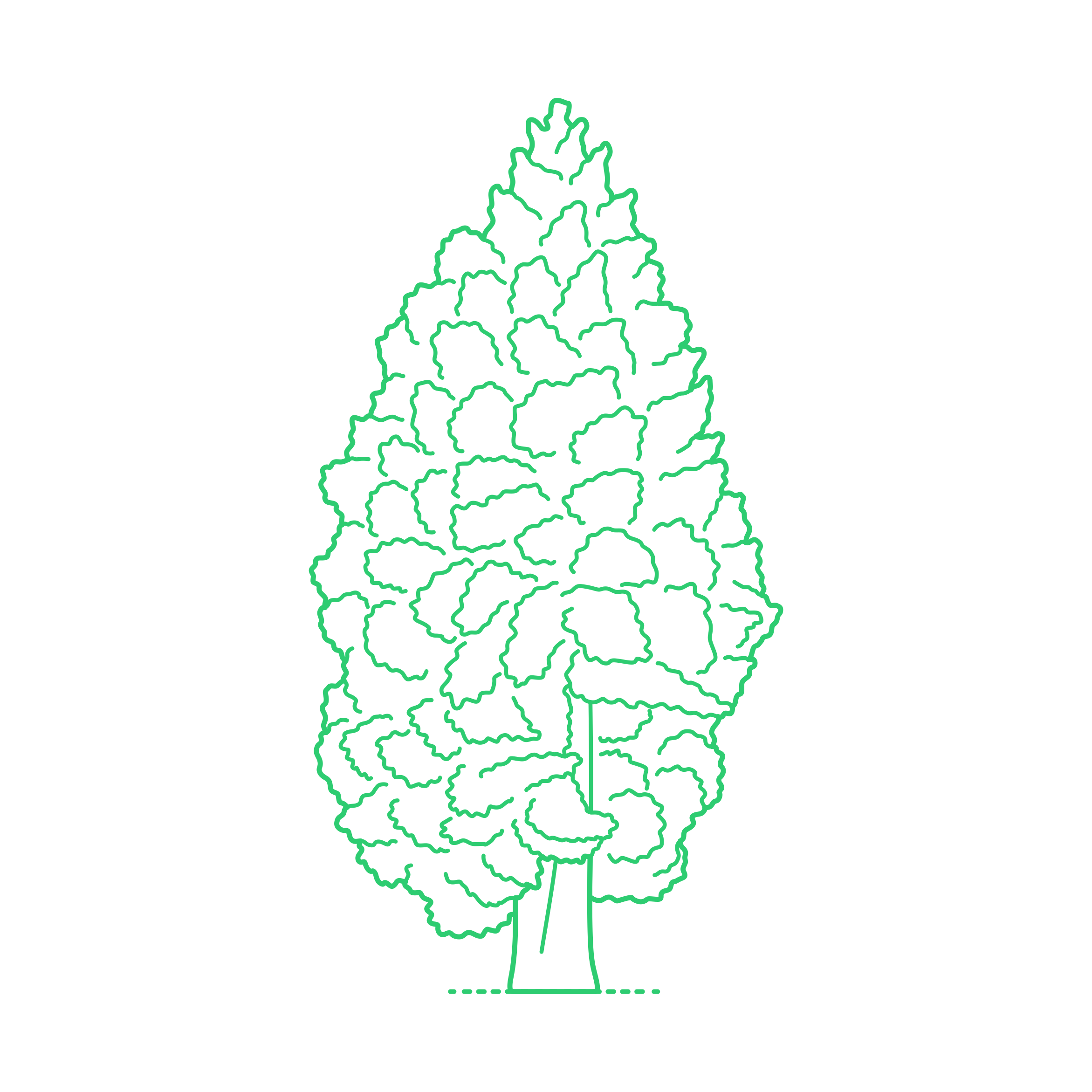Plants Cypresses Atlantic White Cypress Outline Icon Svg Set Free Vectors
